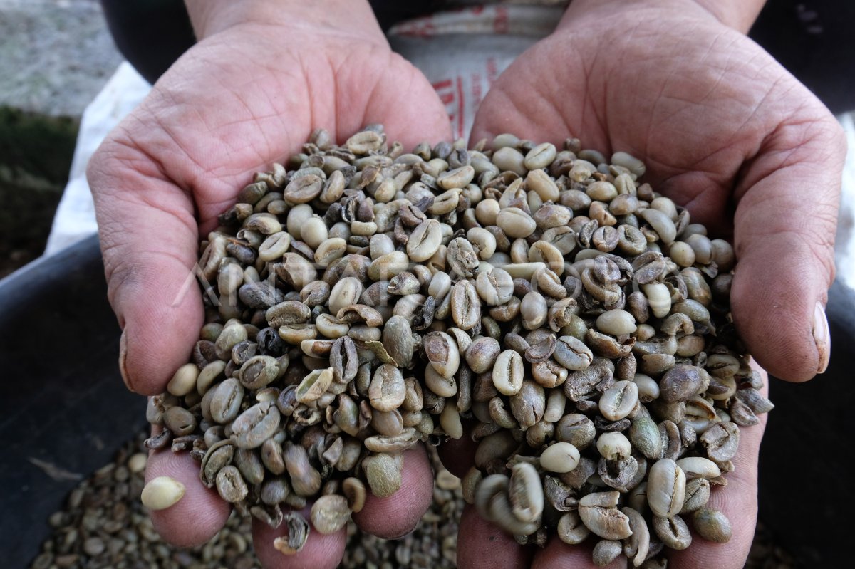 Kopi Robusta Lokal